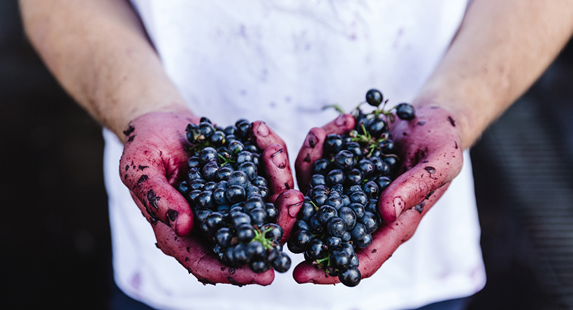 Mr Riggs Wines red grapes | Halliday Wine Companion